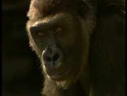 CU Gorilla face staring out from the shadows, sidelit Stock Footage