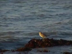WATER FOWL (Lesser Yellowlegs) (DV) Stock Footage