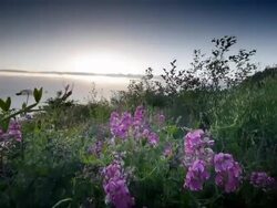MS SLO MO POV Shot of young woman jogging and walking through flowers on trail overlooking Pacific Ocean / Port Orford, Oregon, United States Stock Footage