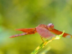 Red dragonfly. Stock Footage