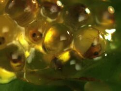 Extreme Close Up Slow Motion - Cluster of frog eggs, one tadpole bursts out / Costa Rica Stock Footage