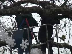 (HD1080i) Hanging Christmas Decorations in a Tree Stock Footage