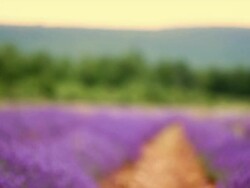 Lavender Field with Honeybees - Wide Stock Footage