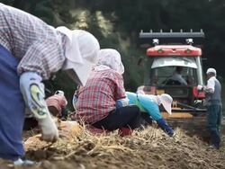 MS Farmers harvesting Ginseng at plantation with cultivator / Geumsan, Chungcheongnamdo, South Korea Stock Footage