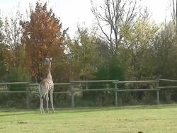 Giraffe Stock Footage