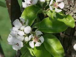 CU Sour Cherry flowwer blossoming on tree trunk / Kastel-Staadt, Rhineland-Palatinate, Germany Stock Footage