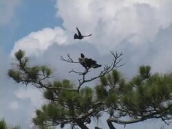 Blackbird Attacking a Caracara Stock Footage
