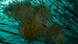 Close-up view of Squid eggs, artificial reef Stock Footage