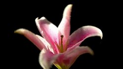 Lily flower in beautiful light with water drops Stock Footage