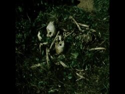 SYND 9-1-72 REMAINS OF BENGALI BODIES UNEARTHED News Clip