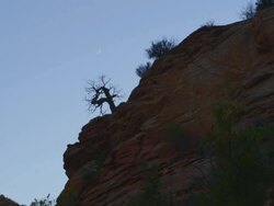 MS Shot of cliff with lonely silhouette tree with moon during sunset in Zion National Park / Zion National Park, Utah, United States Stock Footage