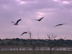 Common Cranes (Grus grus) leaving roost on Lake Cubillar, Caceres Province in Extremadura, Spain Stock Footage