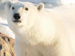 MS TS Polar bear walking in snow / Churchill, Manitoba, Canada Stock Footage