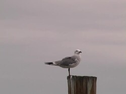 seagull perching Stock Footage