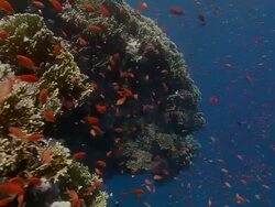 Lyretail anthias (Pseudanthias squamipinnis) swimming out from the shelter of the reef to feed in the current. Filmed off Ras Muhammad in the Red Sea Stock Footage