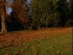 Trees and autumn leaves, Stanley Park, Vancouver Stock Footage