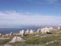 WS View of Herd of mountain goat (Oreamnos americanus) nannys and kids approaching with scenic snow covering peaks in back side while grazing on field of alpine wildflowers / Idaho springs, Colorado, United States Stock Footage