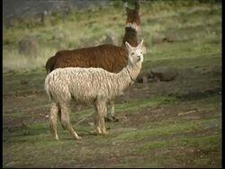 Alpacas in a village, MS, Peru Stock Footage