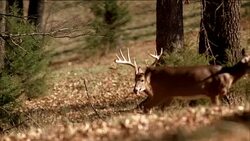 A buck with antlers, a doe deer and a fawn in a forest. Stock Footage