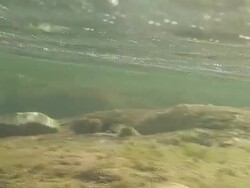 Nervous camera under the river Stock Footage