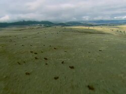 Aerial forward POV shot of a large herd of Bison on rolling grassland near Bozeman, MT Stock Footage