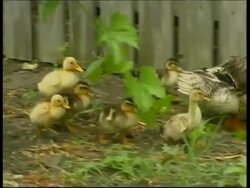 Buff duck (Anas sp.) and ducklings in the yard, Danube river, Romania Stock Footage