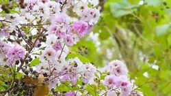 Moving of pink flower Stock Footage