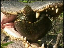 ECU Terrapin upside down inside alligators mouth struggling, Brazos Bend State Park, Texas, USA Stock Footage