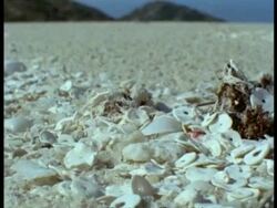 Beach & Seashells, CU pan right, Great Barrier Reef Stock Footage