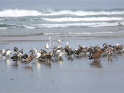 Seabirds Stock Footage