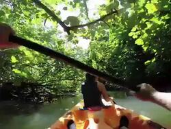 A couple kayaking at Raiatea Island on the Faaroa River, the only navigable river in French Polynesia. Stock Footage