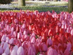 MS Shot of red and pink color tulip fields at Keukenhof Gardens / Lisse, South Holland, Netherlands Stock Footage