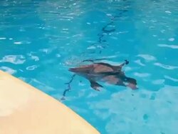 Dolphins in pool Stock Footage
