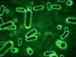 Bacteria under microscope green Stock Footage