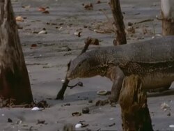 MS Pan left, Water Monitor Lizard walking through mangrove swamp, India Stock Footage