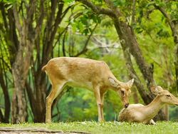 Deer in a natural reserve park Stock Footage