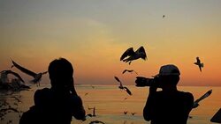 Silhouette: traveller and Seagull at sunset Stock Footage