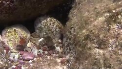 Rock fish with perfect camouflage Stock Footage