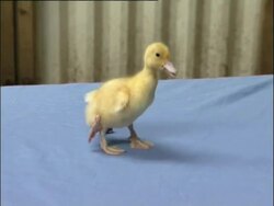 Four-legged duckling - weird animals Stock Footage