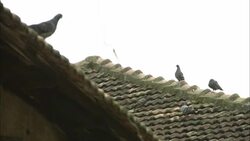 Pigeons preen on a tile roof in Kochi, India. Stock Footage