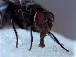 MCU Blowfly,  feeding, proboscis, England Stock Footage