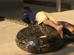 7-year-old boy has 4.8m long pet python he sleeps curled up with News Clip