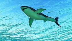 Science Kids: Camouflage in Animals, Insects and Plants Instructional Video