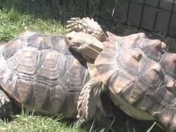 Large turtle 24 - HD 30F Stock Footage