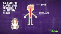 What Causes Pins and Needles? Instructional Video