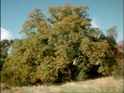 MS Time lapse sequence of Common English/Pedunculate Oak Tree (Quercus robur) over a year, UK; SEQUENCE OF CLIPS, SPECIAL TERMS APPLY Stock Footage