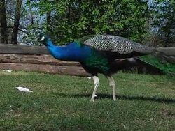Male peacock Stock Footage