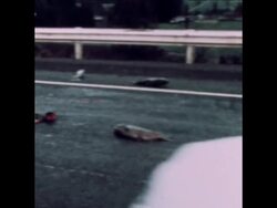 SYND 29-9-73 TRUCK LOAD OF FISH SPILLED ON HIGHWAY IN OREGON News Clip