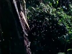 Robber bee (Lestrimelitta limao) EWA bees swarm by tree, zoom in to bees at nest entrance in tree, Panama, Central America Stock Footage
