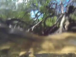 Mangrove forest Stock Footage